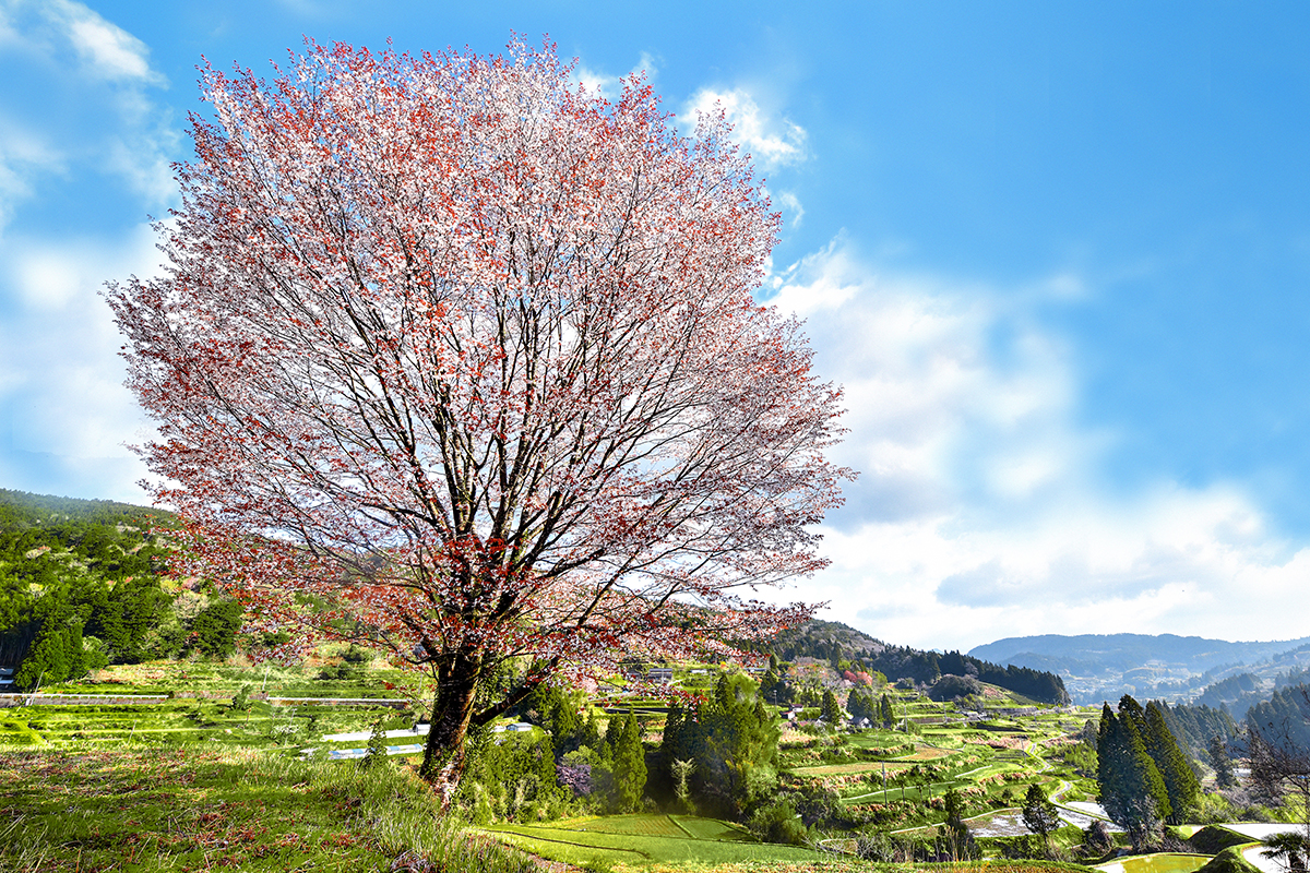 日本で最も美しい村賞 　　「天空・春の薫り」 藤田威佳志